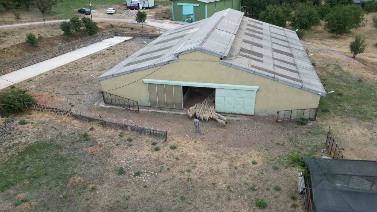 Tokat Gaziosmanpaşa Üniversitesi (TOGÜ), tescilli Karayaka koyununu ıslah projesiyle yerli