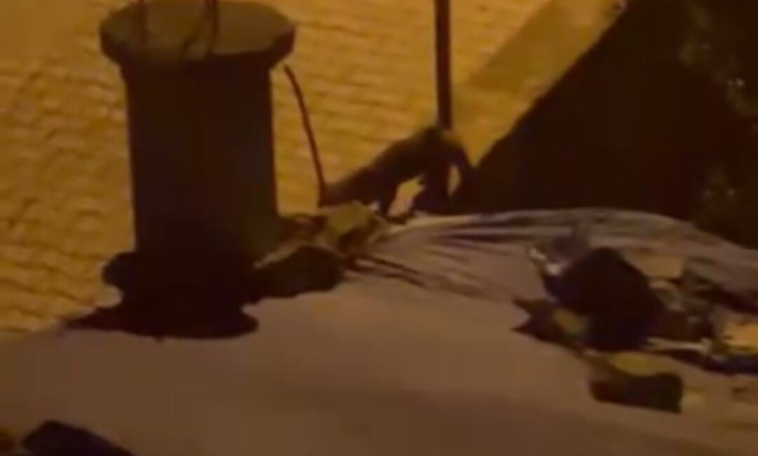 Siirt’in Kurtalan ilçesinde dün bir evin bahçesine girdikten sonra ekiplerce