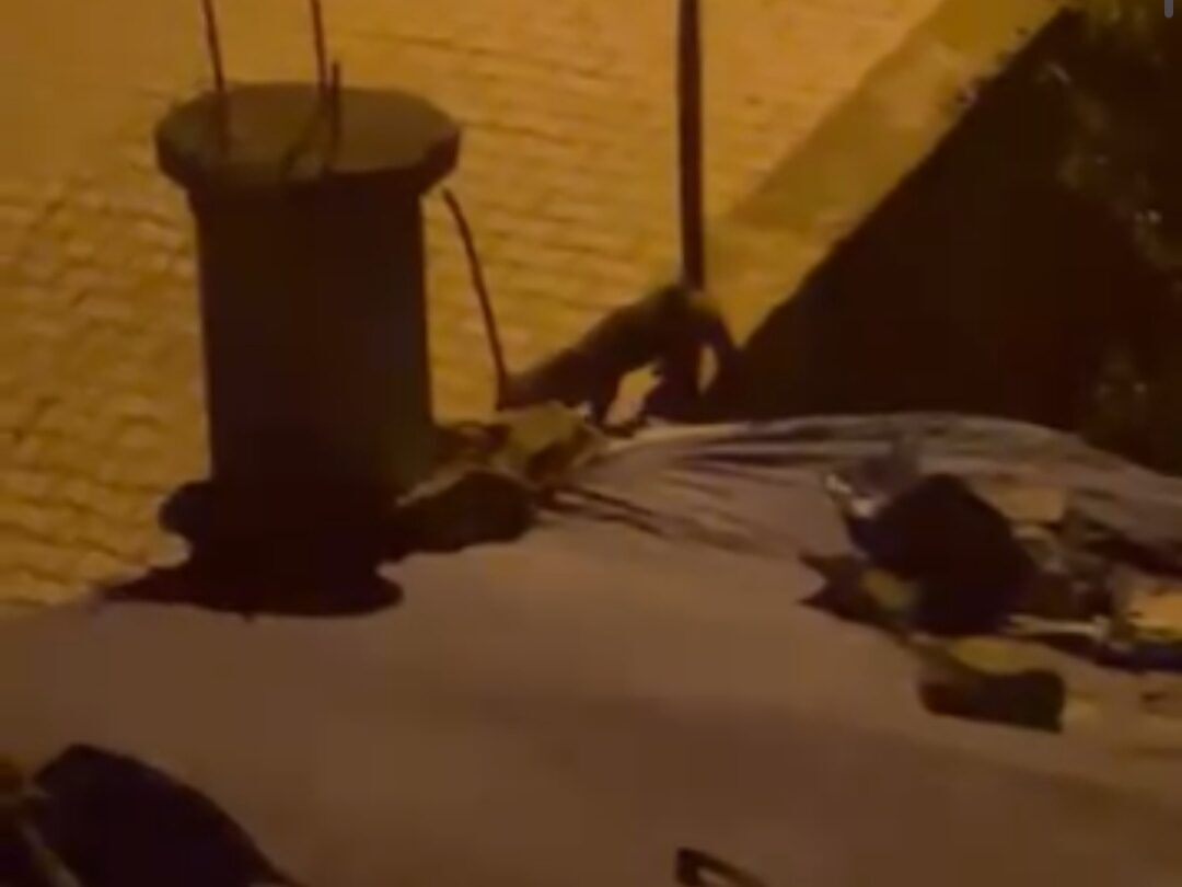 Siirt’in Kurtalan ilçesinde dün bir evin bahçesine girdikten sonra ekiplerce