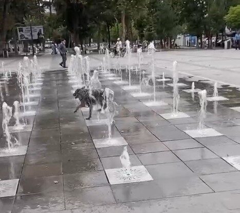 Tokat’ın Erbaa ilçesinde, sıcak havadan bunalan bir sokak köpeğinin süs