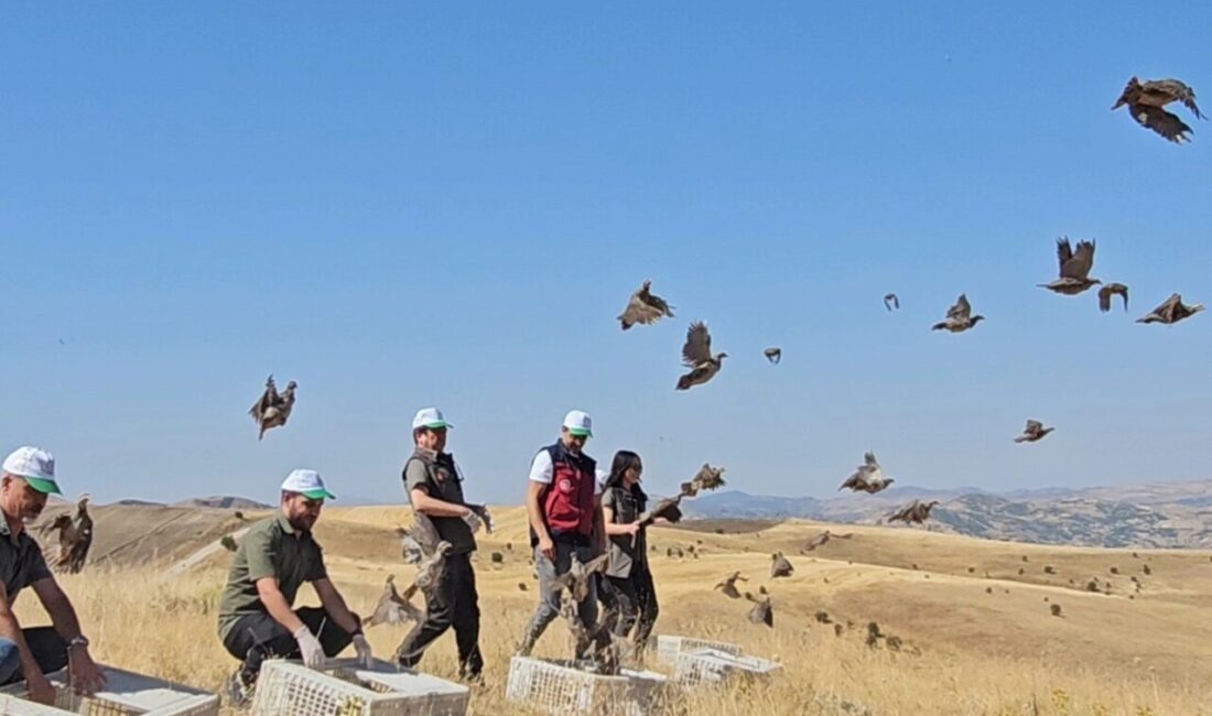Tunceli’de yaban hayatını desteklemek için doğaya 200 adet keklik salındı.