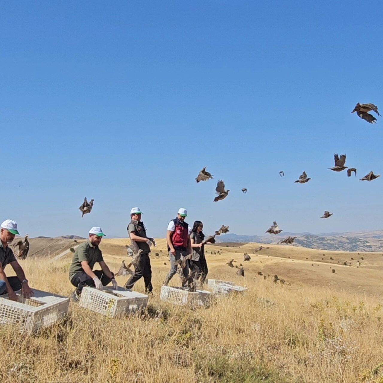 Tunceli’de yaban hayatını desteklemek için doğaya 200 adet keklik salındı.
