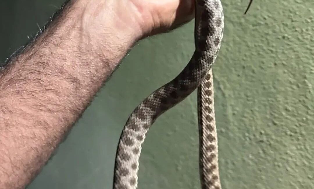 Tunceli’de eve giren yılan, ekipler tarafından yakalanarak doğal ortamına bırakıldı.