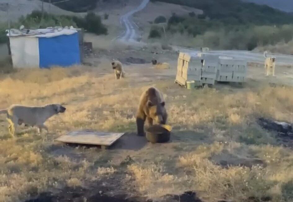 Tunceli’nin Hozat ilçesinde bir bozayı, jandarma karakolunun bahçesine girerek karnını