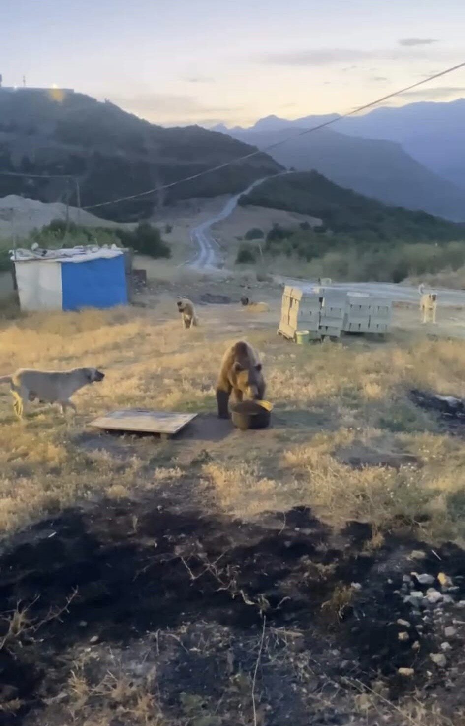 Tunceli’nin Hozat ilçesinde bir bozayı, jandarma karakolunun bahçesine girerek karnını