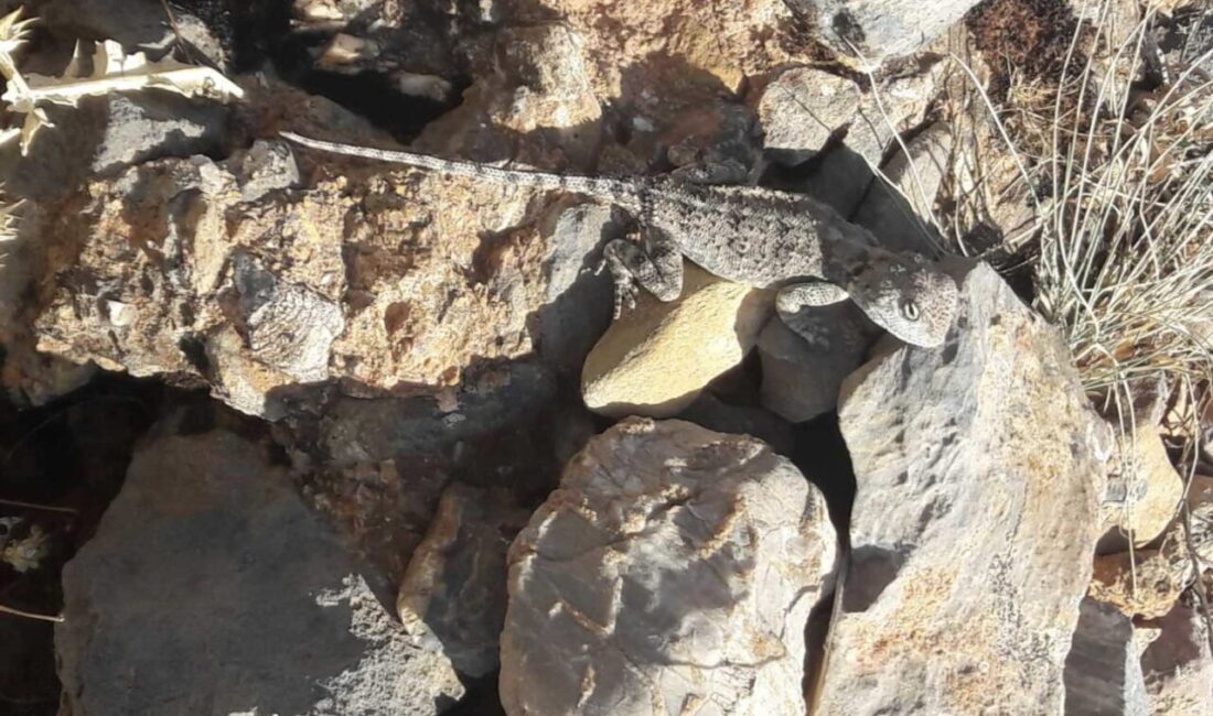 Tunceli’nin Çemişgezek ilçesinde Dünya Doğa Koruma Birliği’nin (IUCN) yayımladığı kırmızı