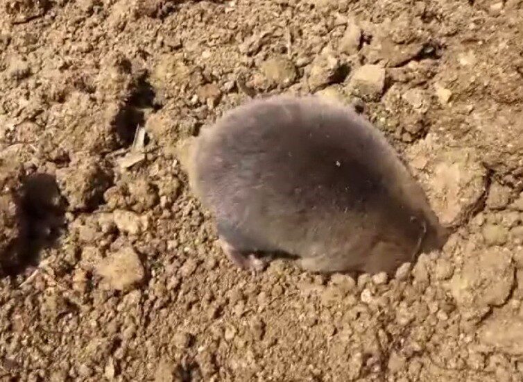 Tunceli’de, ev temeli için yapılan kazı çalışmasında bir köstebeğin de