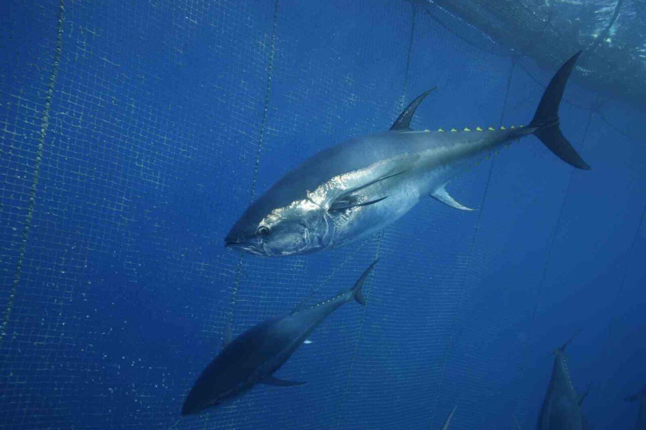 Türkiye’nin 130 milyon doları bulan orkinos ihracatının önemli bölümü Japonya