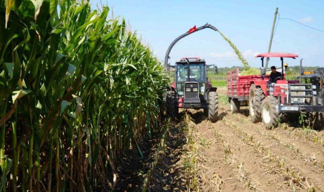 Büyükbaş ve küçükbaş hayvanların beslenmesinde kritik öneme sahip yem bitkilerinde