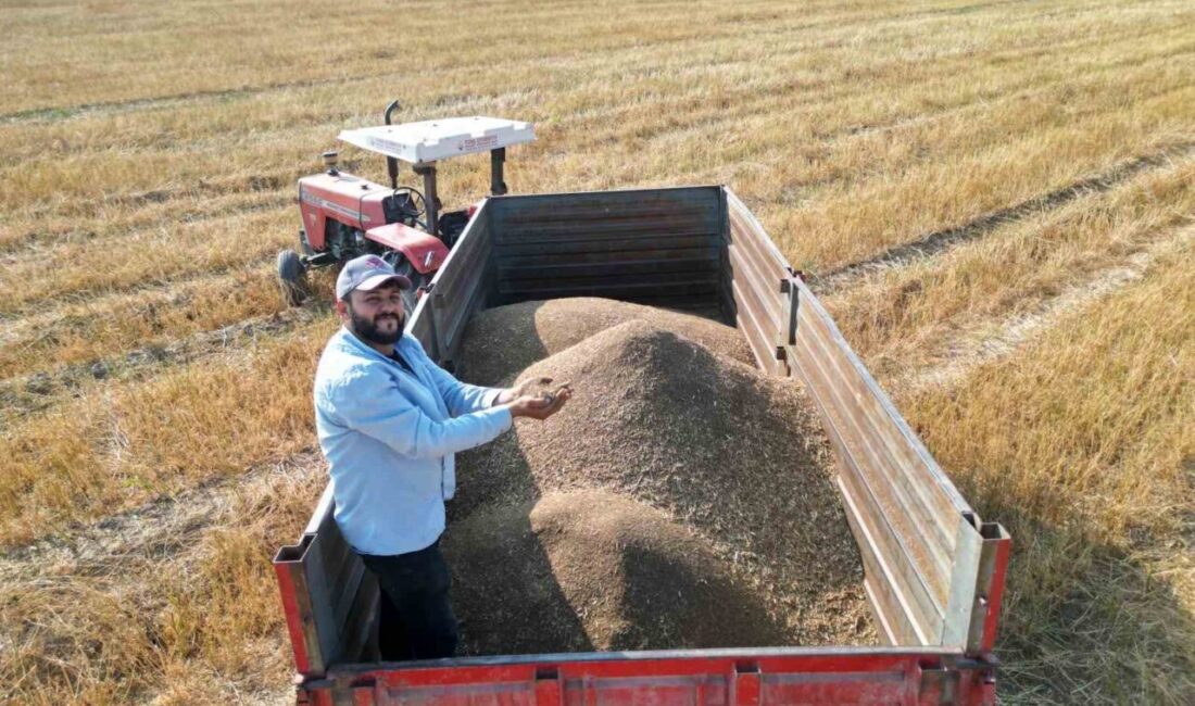 Hatay’ın bereketli topraklarından olan Arsuz ilçesinde ata tohumuyla üretilen maydanoz