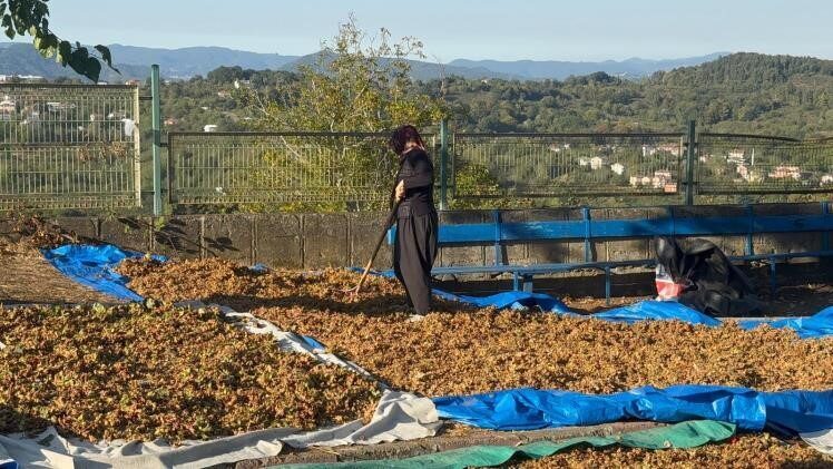 ZONGULDAK (İHA) – Karadeniz Bölgesi’nin en önemli tarım ürünlerinden biri