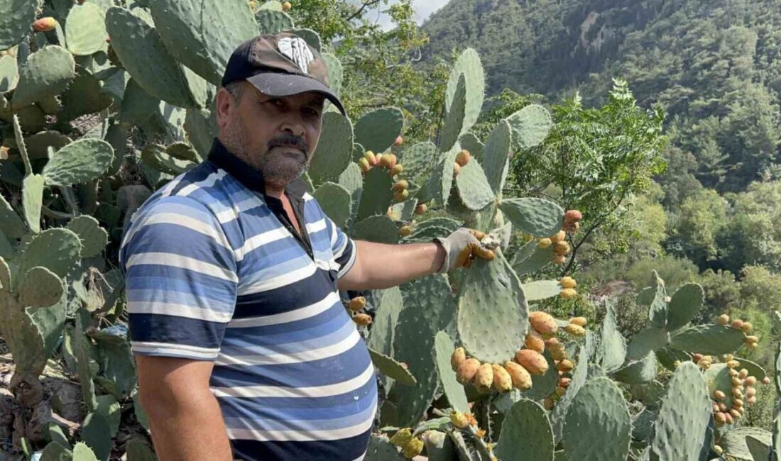 Hatay’da toplamasının zorluğuyla bilinen dikenli incir, zahmetli olması kadar lezzetiyle