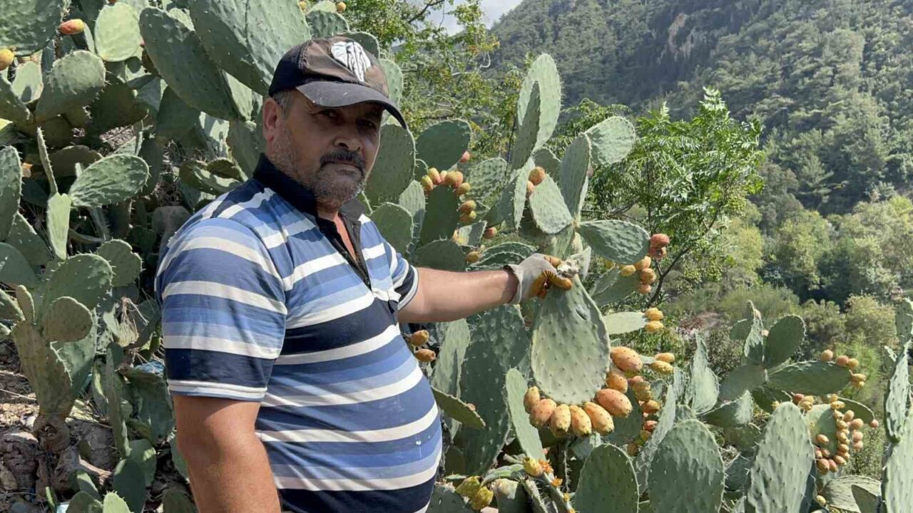 Hatay’da toplamasının zorluğuyla bilinen dikenli incir, zahmetli olması kadar lezzetiyle