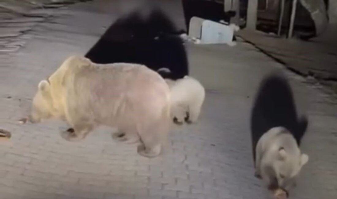 Bursa Uludağ’a ayıları görmek için çıkan vatandaş, ayıları yakından izlemek
