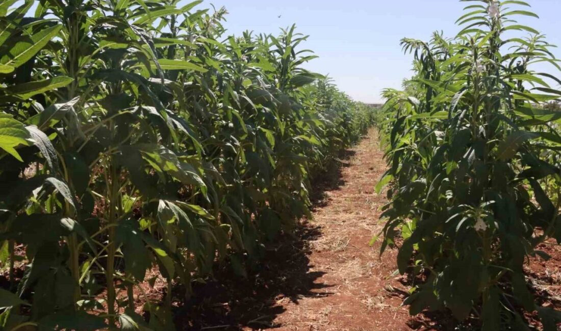 Şanlıurfa Büyükşehir Belediyesi, bölgede geleneksel olarak üretilen fakat son yıllarda