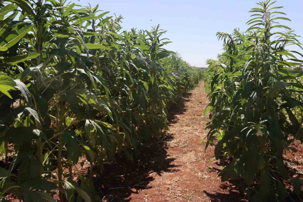 Şanlıurfa Büyükşehir Belediyesi, bölgede geleneksel olarak üretilen fakat son yıllarda