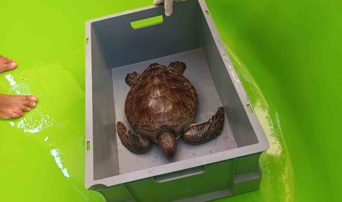 Kısa adı DEKAFOK olan Deniz Kaplumbağaları, Akdeniz Fokları, Kum Zambakları-Kıyı