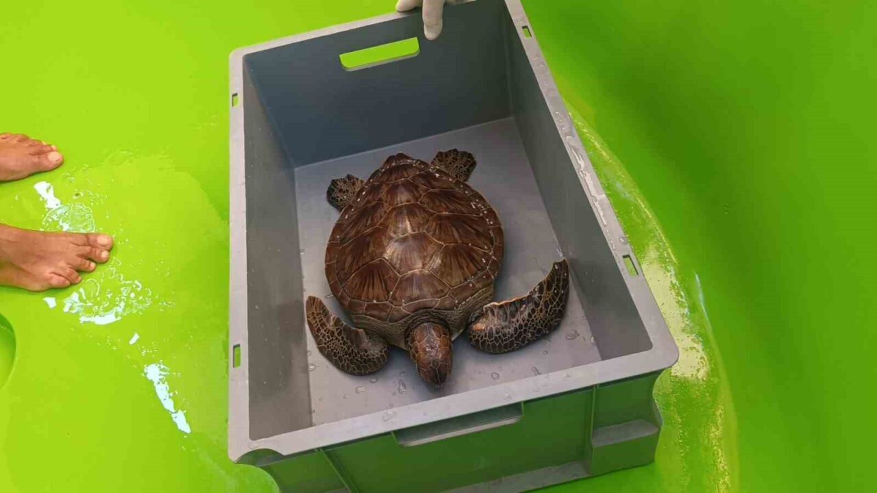 Kısa adı DEKAFOK olan Deniz Kaplumbağaları, Akdeniz Fokları, Kum Zambakları-Kıyı