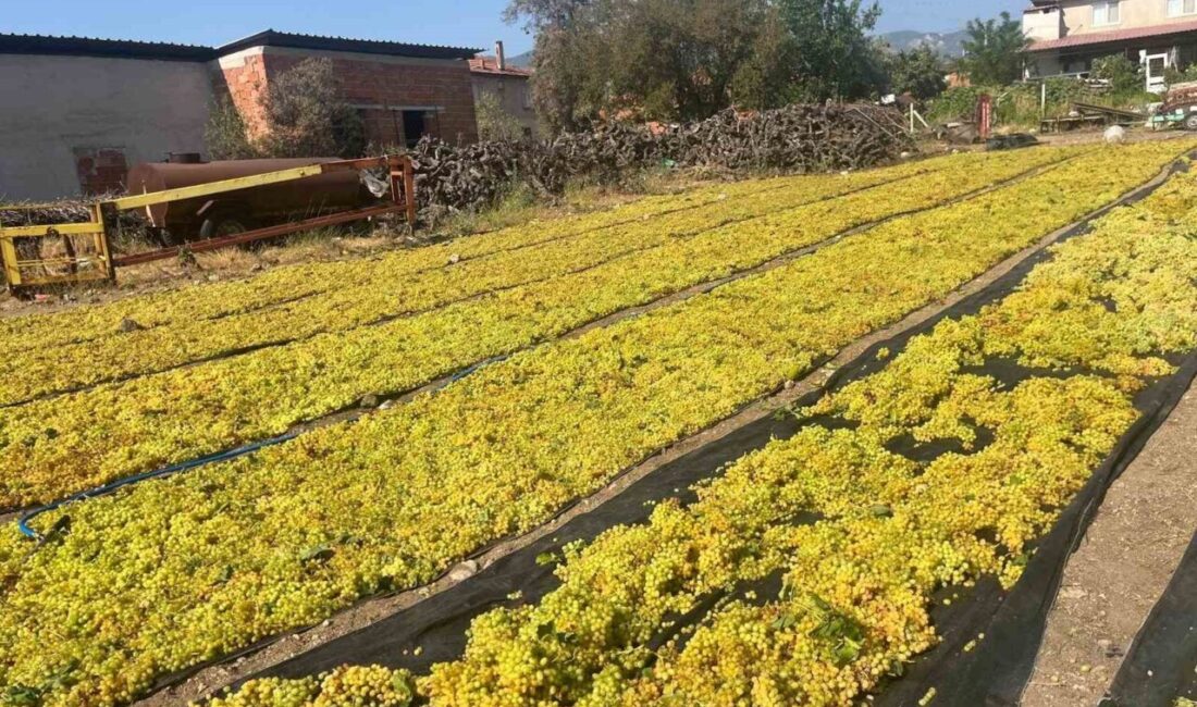 Türkiye’nin Çekirdeksiz Sultaniye üzümüyle öne çıkan Buldan Ovası’ndaki üzüm üreticileri,