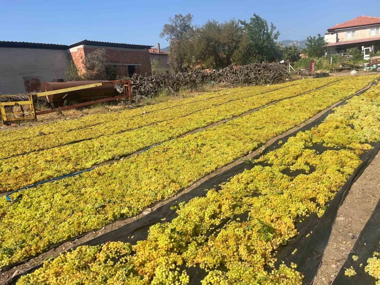 Türkiye’nin Çekirdeksiz Sultaniye üzümüyle öne çıkan Buldan Ovası’ndaki üzüm üreticileri,