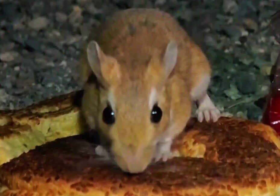 Erzurum’un Uzundere ilçesi Pirinkayalar mevkiinde nesli tükenme tehlikesi altında bulunan