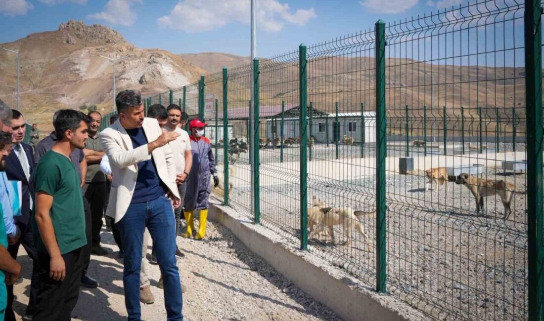 Hakkari Valisi Ali Çelik, “Hakkâri’de sokak hayvanları için güvenli ve