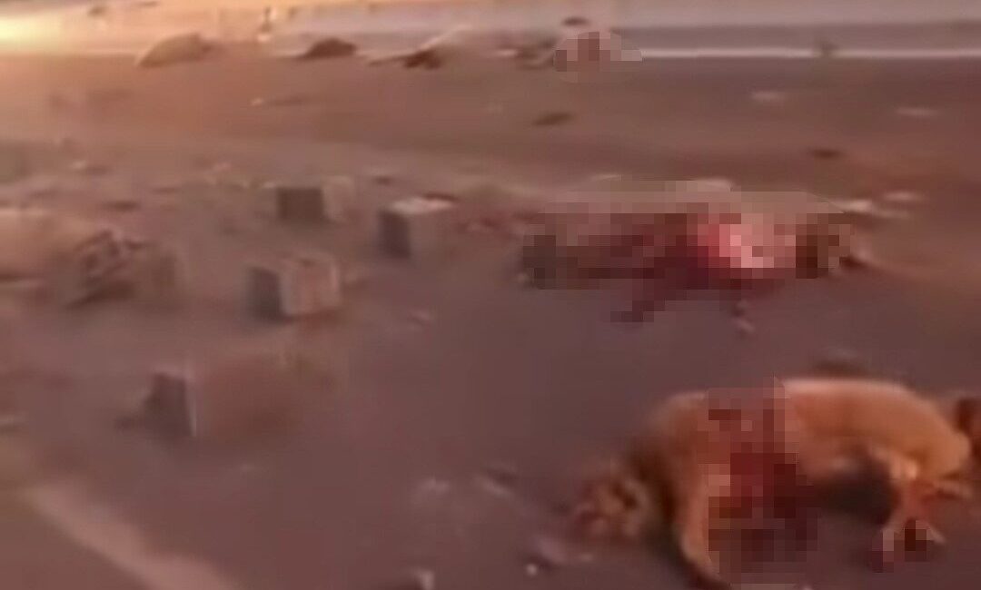 Van’ın Erciş ilçesinde kamyonetin çarptığı sürüdeki 37 koyun telef oldu.