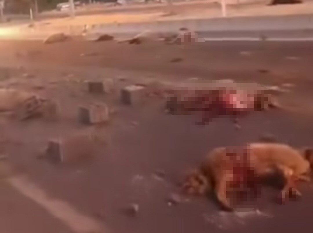 Van’ın Erciş ilçesinde kamyonetin çarptığı sürüdeki 37 koyun telef oldu.