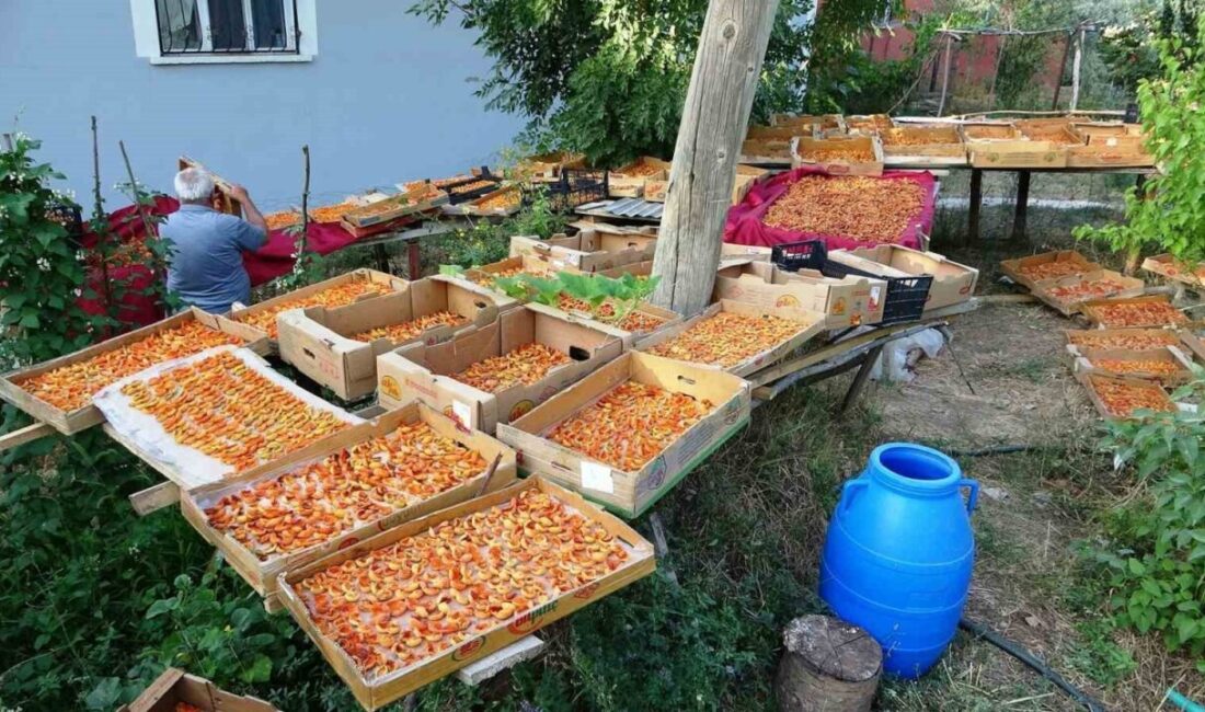 Van ve ilçelerinde damda kayısı kurutma dönemi başlarken, evleri çatılı