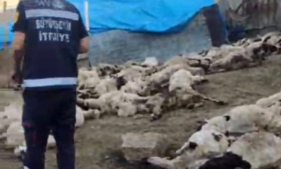 Van’ın Saray ilçesinde kurtların saldırdığı sürüde 111 koyun telef olurken,