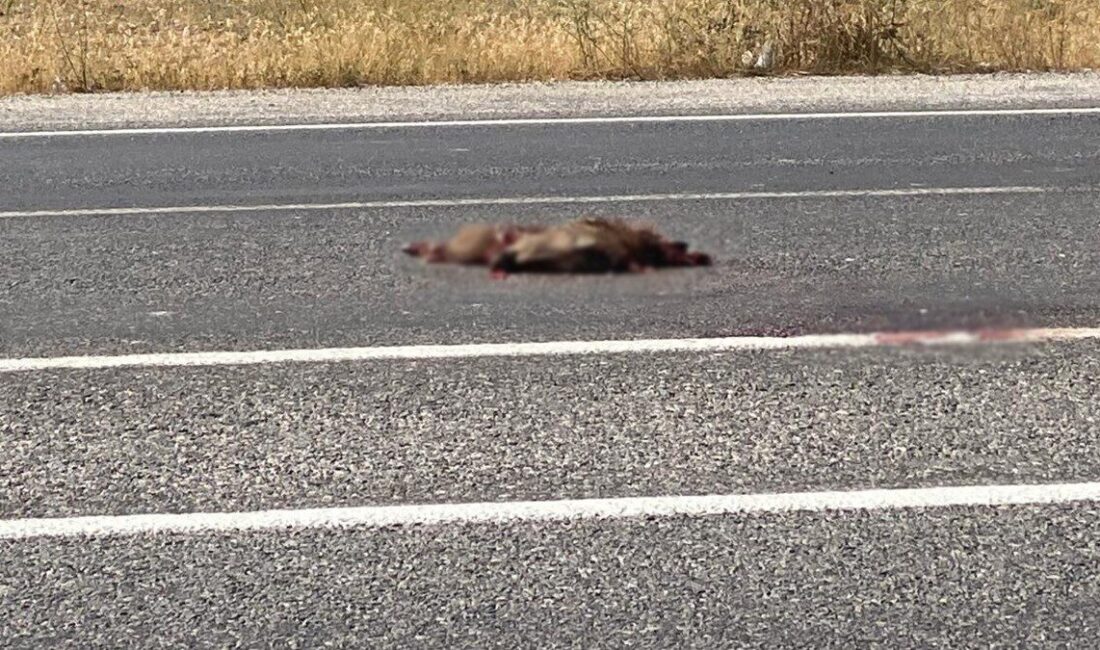 Van’ın Muradiye ilçesinde otomobilin çarptığı yaban domuzu telef oldu. Alınan