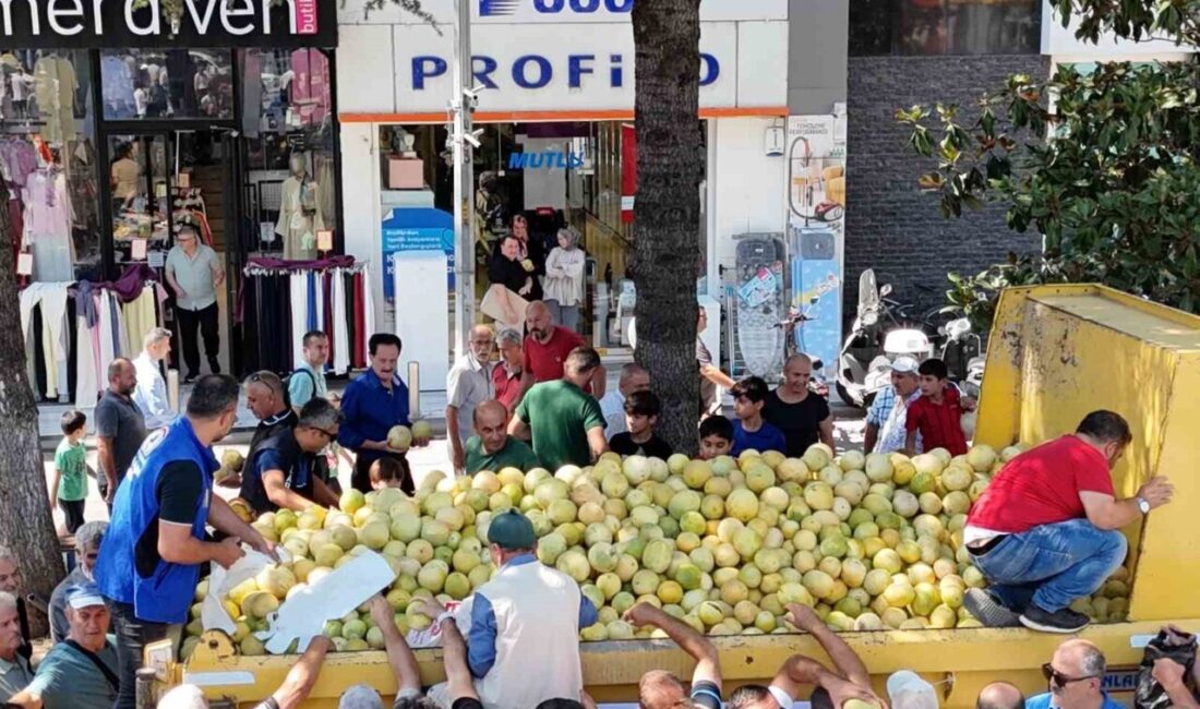 Düzce Belediyesi’nin desteğiyle yerli tohumdan üretilen 5 ton “Minika” kavunu,