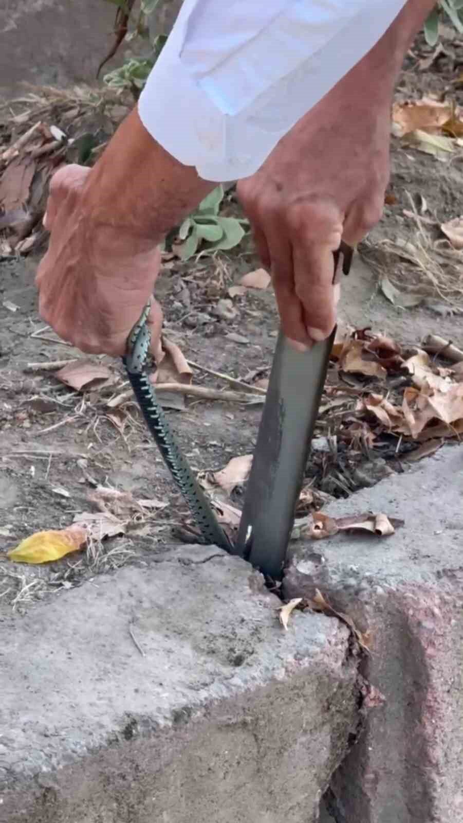 Zonguldak’ın Çaycuma ilçesine bağlı Saltıkova beldesinde kaldırım taşlarının arasında sıkışan