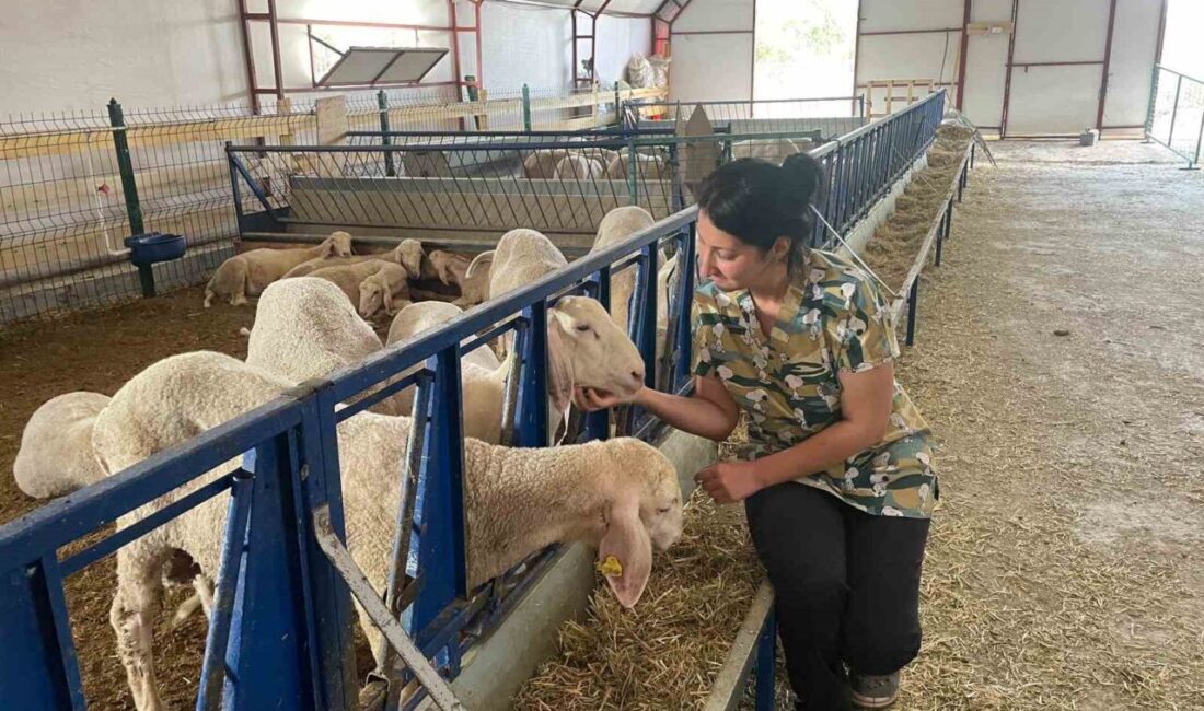 Selçuk Üniversitesi Veteriner Fakültesinden 2023’te mezun olan Aybike Öz, Afyonkarahisar’ın Sultandağı