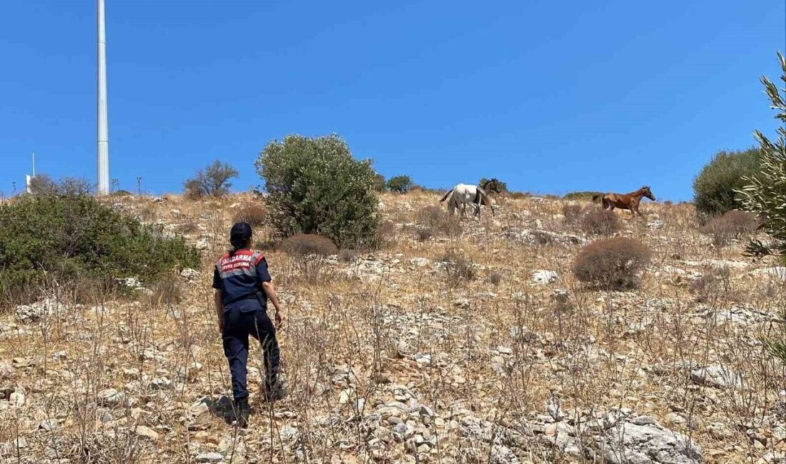 Yaban hayatının son sığınağı olan Kuşadası Dilek Yarımadası Milli Parkı’nda