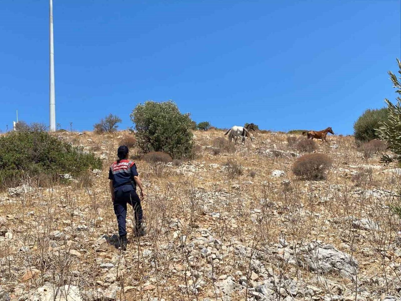 Yaban hayatının son sığınağı olan Kuşadası Dilek Yarımadası Milli Parkı’nda