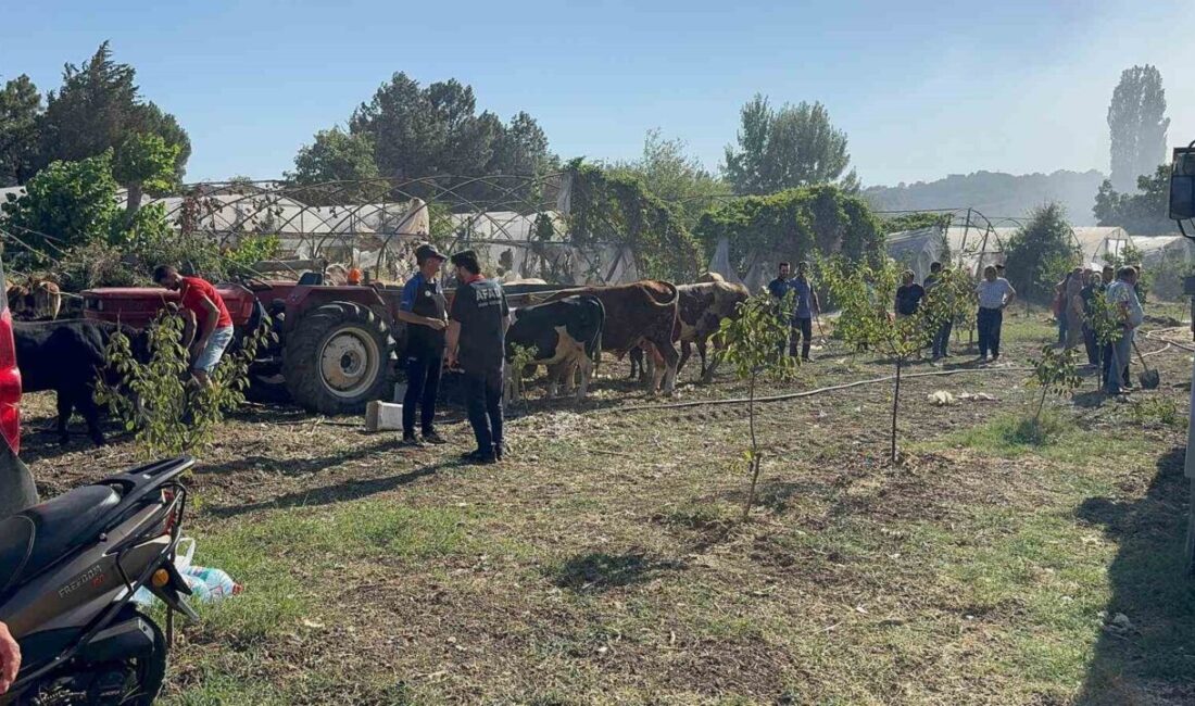Yalova merkez, Çınarcık ve Çiftlikköy ilçelerinde çıkan arazi yangınları kontrol