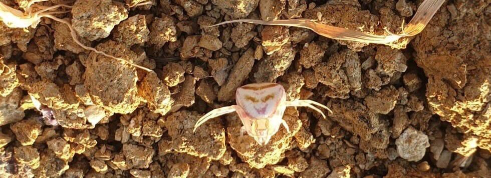 Yalova’da bir vatandaş evinin bahçesinde sıra dışı bir canlıyla karşılaştı.