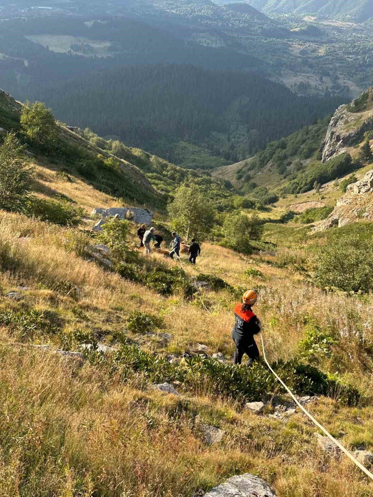 Artvin’in Şavşat ilçesinde merada otlarken yamaçtan düşen bir inek, AFAD
