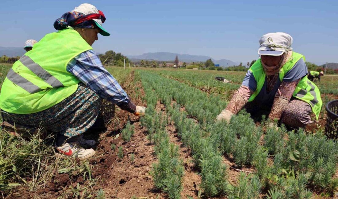 Yangına en hassas iller arasında yer alan ve 2021-2022 yıllarında