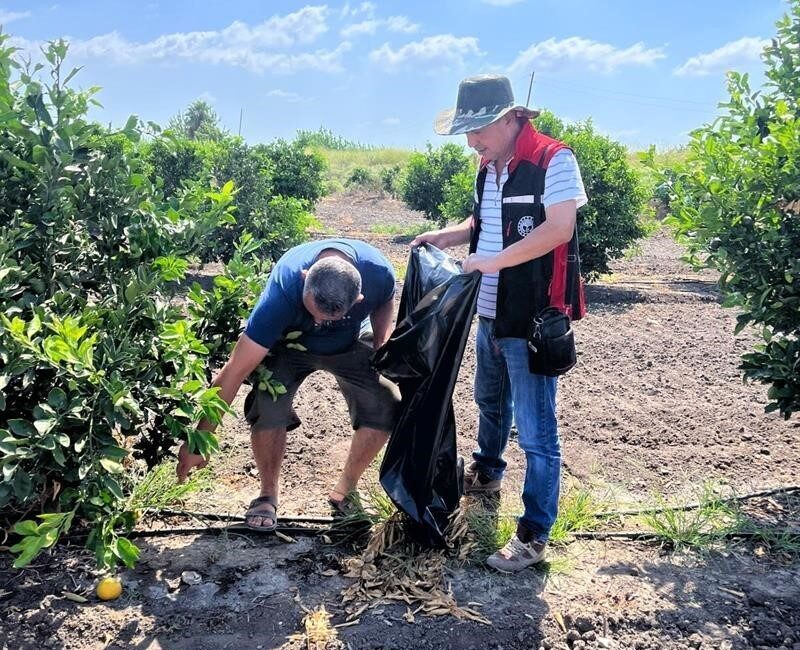Adana’da Ağustos ayında yaşanan aşırı sıcak nedeniyle yanan turunçgillerin dökülerek