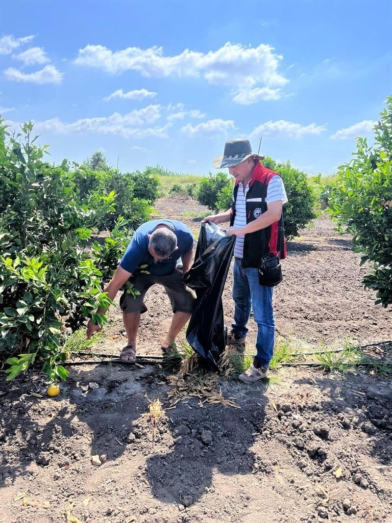 Adana’da Ağustos ayında yaşanan aşırı sıcak nedeniyle yanan turunçgillerin dökülerek