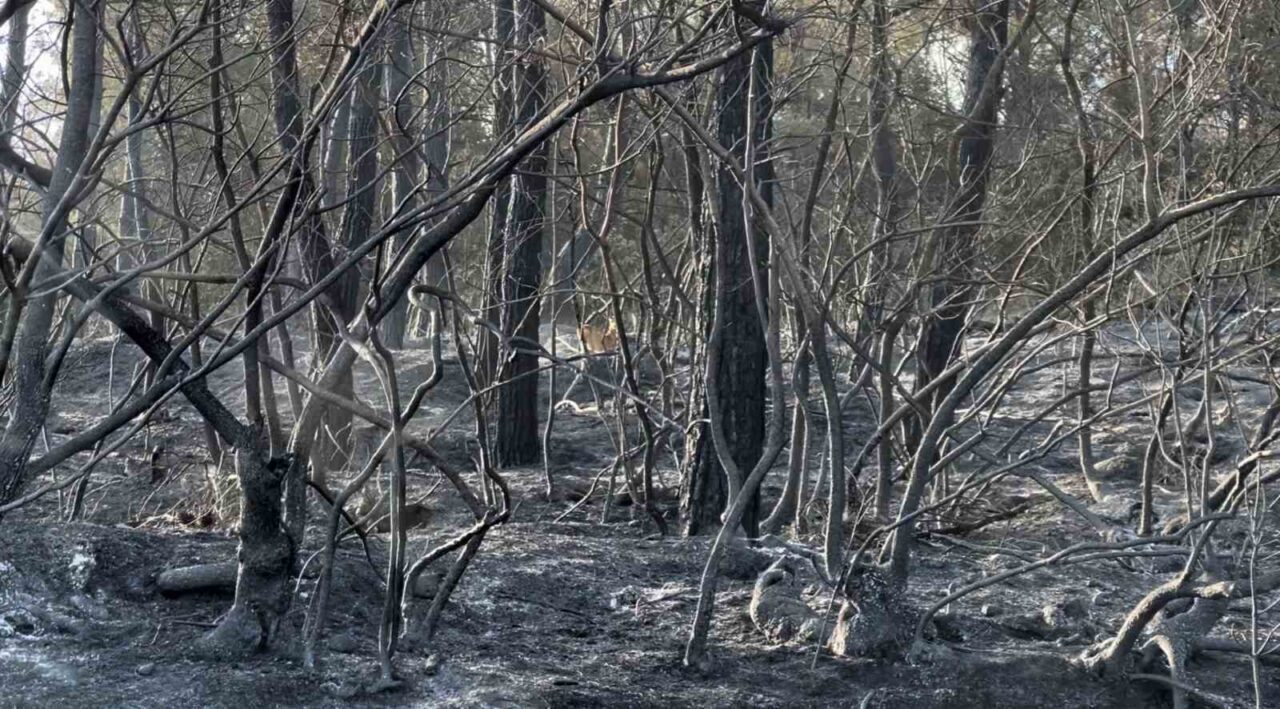 Çanakkale’nin Gelibolu ilçesinde çıkan orman yangını tamamen kontrol altına alındı.