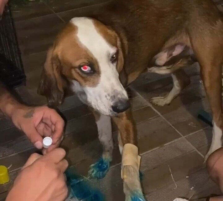 Bursa’nın Harmancık ilçesindeki orman yangınında dumandan etkilenen bir köpek, HAYTAP