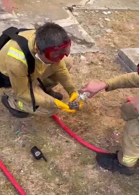 Çanakkale’de yangından etkilenen kirpiye orman işçileri su içirdi. Çanakkale’de Merkez
