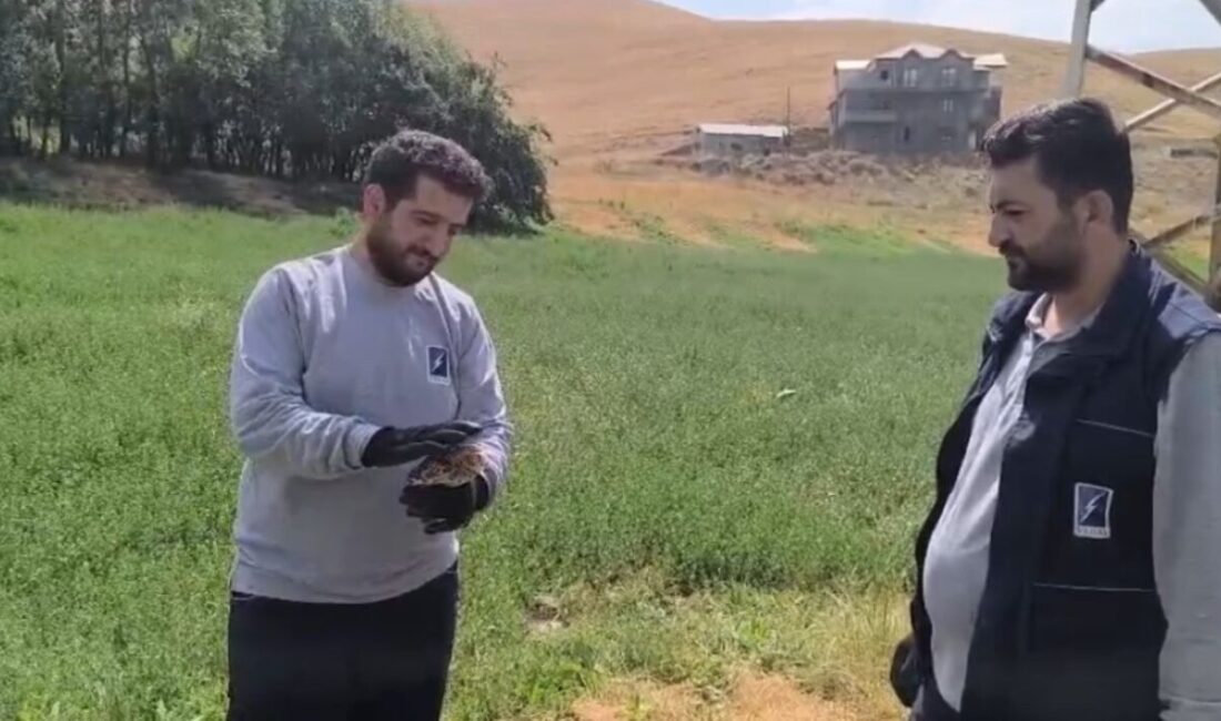 Hakkari’nin Yüksekova ilçesinde yaralı halde bulunan baykuş, gerekli tedavisinin yapılması