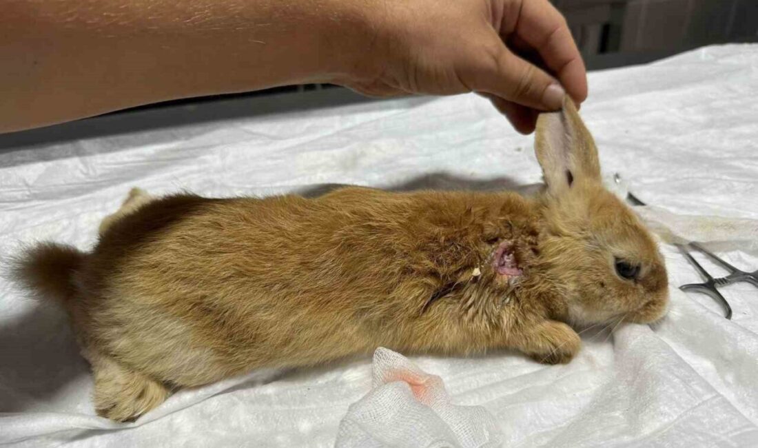 Bilecik’te yaralı halde bulunan tavşan, Osmaneli Belediyesi Hayvan Barınağı ve