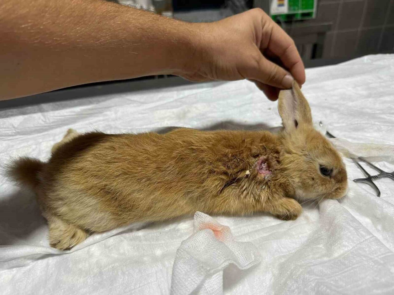 Bilecik’te yaralı halde bulunan tavşan, Osmaneli Belediyesi Hayvan Barınağı ve