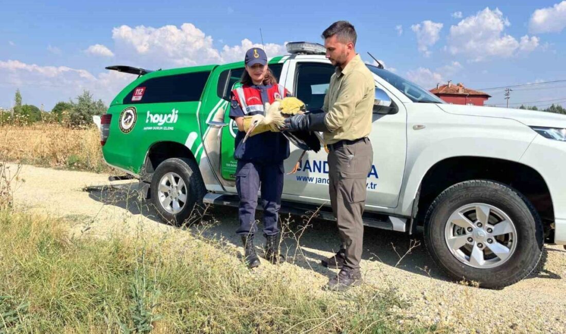 DENİZLİ (İHA) – Uşak’ta tarla içerinde yaralı ve uçamaz halde
