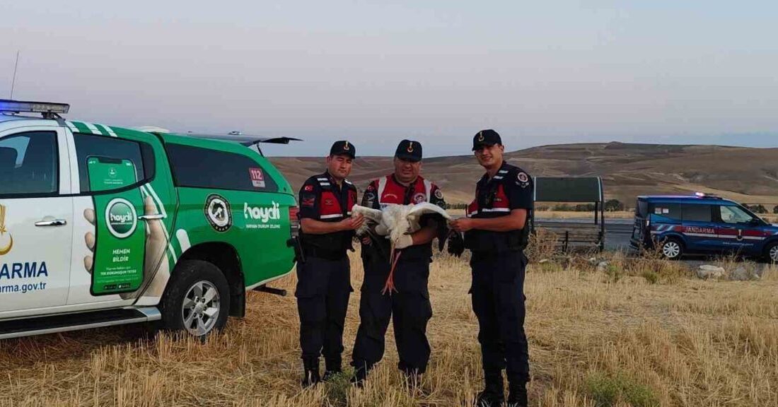Yozgat’ta doğada bulunan yaralı leylek koruma altına alındı. Yozgat’ın Boğazlıyan